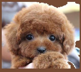 可愛い犬